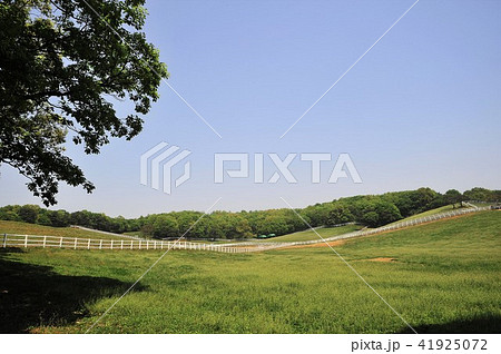 牧場 草原 野原 41925072