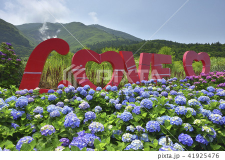 台湾 陽明山 紫陽花 41925476