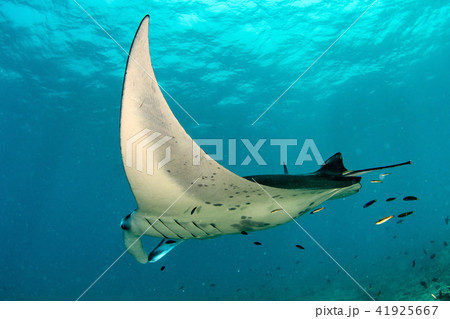 Manta in the blue ocean background portrait 41925667