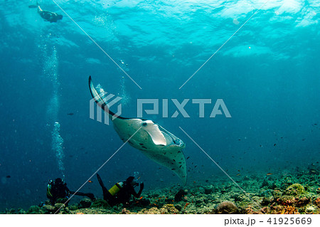 scuba diver and Manta in the blue ocean  41925669