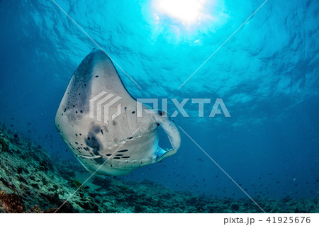 Manta in the blue ocean background portrait 41925676