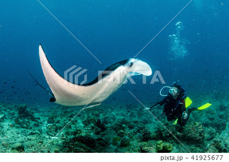 scuba diver and Manta in the blue ocean  41925677