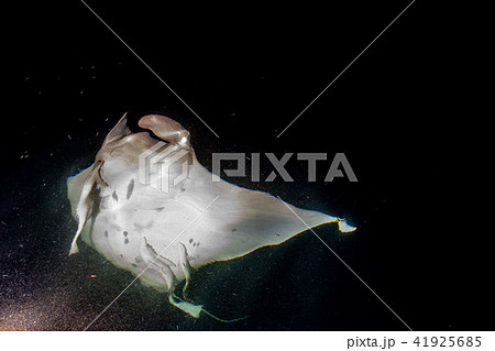 Manta eating krill plancton at night 41925685