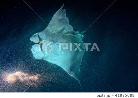Manta eating krill plancton at night 41925689