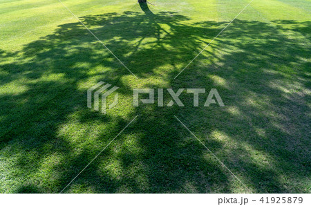 芝生の写真素材