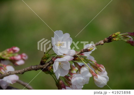 桜 41925898