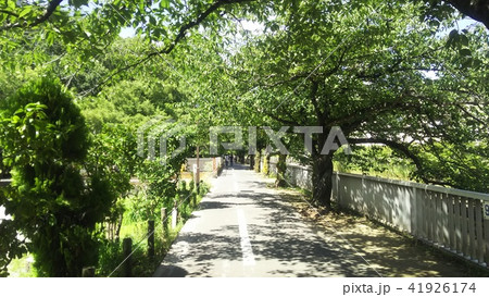 緑の小道 41926174