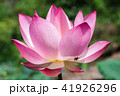 The pink lotus in the lotus pond 41926296