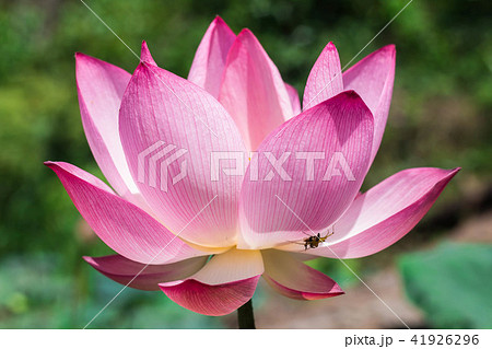 The pink lotus in the lotus pond The pink lotus in the lotus pond 41926296