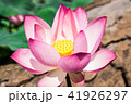 The pink lotus in the lotus pond 41926297