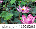 The pink lotus in the lotus pond 41926298