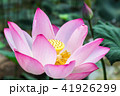 The pink lotus in the lotus pond 41926299
