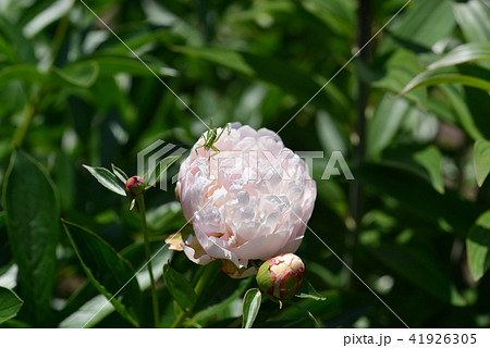 白い花の芍薬 白い花の芍薬 41926305