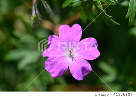 アケボノフウロ 41926307