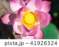 The pink lotus in the lotus pond 41926324