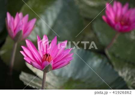 pink lotus flower with green leaves in pond pink lotus flower with green leaves in pond 41926862