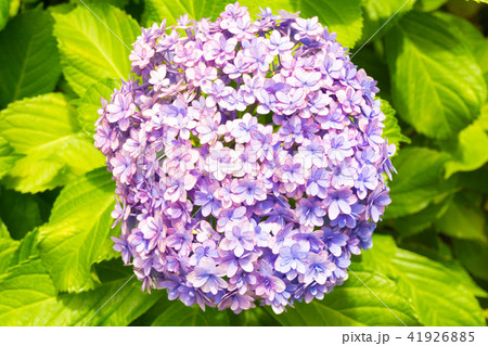 あじさい 41926885