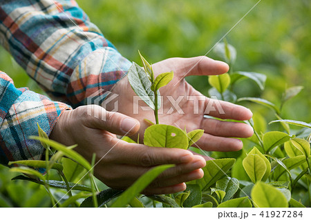 Hands protect tea leaves in spring Hands protect tea leaves in spring 41927284