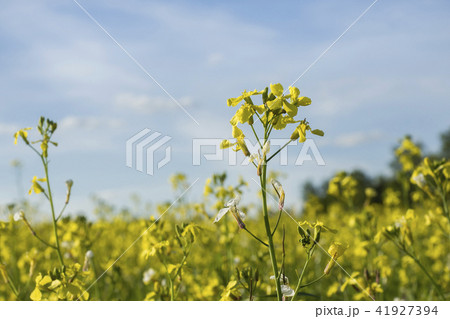Path through the field of yellow rape. Landscape  41927394