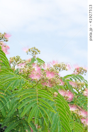 ネムノキ　合歓の花　ネム（学名 Albizia julibrissin) 41927513