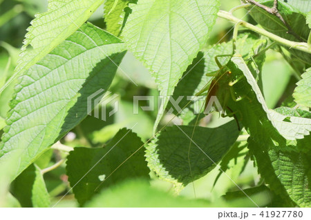 コロギス メス コロギス メス 41927780