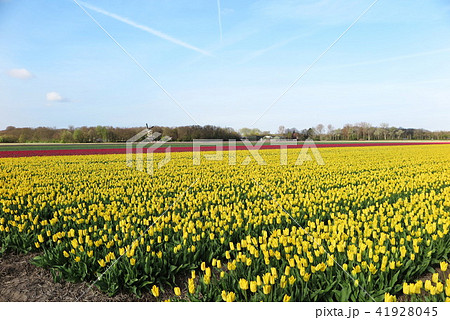 花の王国オランダのチューリップ畑(Tulip field in The Netherlands) 41928045