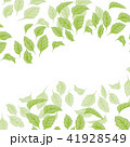 葉　たくさん 41928549