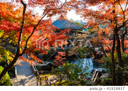 鎌倉 長谷寺 紅葉 41928837