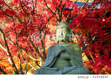 鎌倉 長谷寺 紅葉 41928840