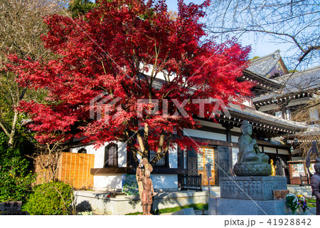 鎌倉 長谷寺 観音ミュージアムと紅葉 41928842