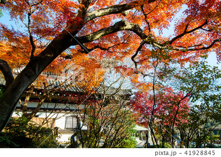 鎌倉 長谷寺 観音ミュージアムと紅葉 41928845