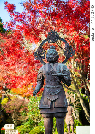 鎌倉 長谷寺 不動明王像と紅葉 41928848