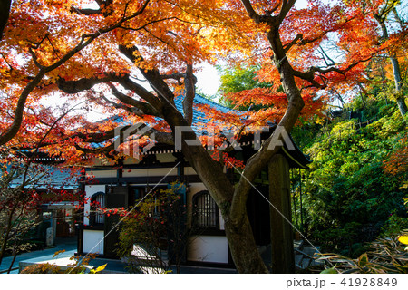 鎌鎌倉 長谷寺 経蔵と紅葉 41928849