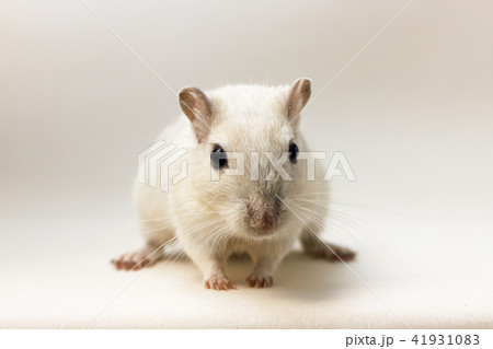 Gerbil - cute pet 41931083