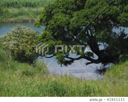 相模川 相模川 41931131