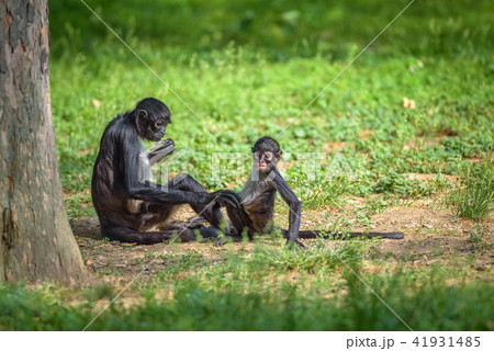 Geoffroy's Spider Monkey and its baby Geoffroy's Spider Monkey and its baby 41931485