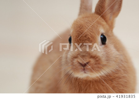 うさぎ (ウサギ ペット 兎 生物 動物 ネザーランドドワーフ コピースペース 年賀状素材 新年) 41931835
