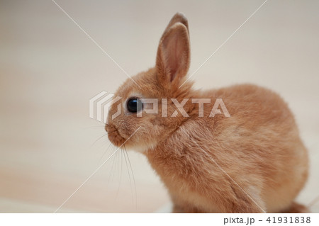 うさぎ (ウサギ ペット 兎 生物 動物 ネザーランドドワーフ コピースペース 年賀状素材 新年) 41931838