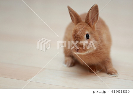 うさぎ ウサギ ペット 兎 生物 動物 ネザーランドドワーフ コピースペース 年賀状素材 新年 の写真素材