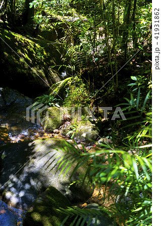 ボルネオ島ジャングル 清流の写真素材