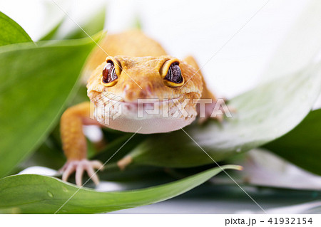 Orange leopard gecko looking camera in leaves Orange leopard gecko looking camera in leaves 41932154