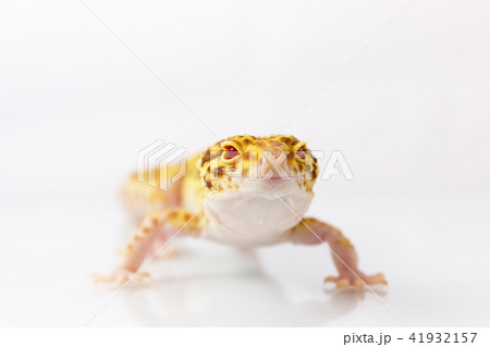 Orange leopard gecko looking at camera Orange leopard gecko looking at camera 41932157