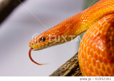 Orange corn snake crawling on a branch  41932161