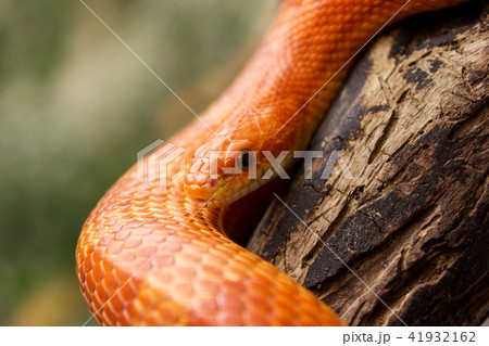 Orange corn snake crawling on a branch  41932162