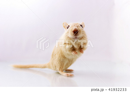 Gerbil on white background Gerbil on white background 41932233