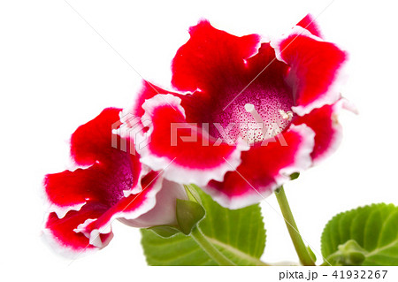 Blooming gloxinia (sinningia speciosa) 41932267