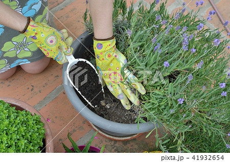 Fertilizing a lavender Fertilizing a lavender 41932654