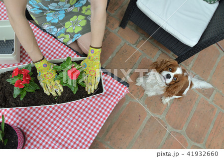 Woman potting a flower Woman potting a flower 41932660
