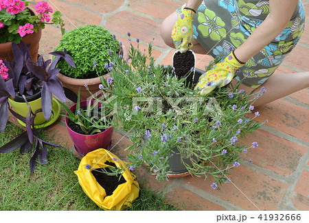 Fertilizing a lavender Fertilizing a lavender 41932666
