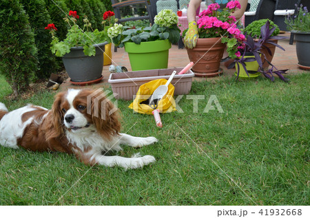 Woman potting a flower Woman potting a flower 41932668